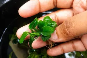 Anubias Petite