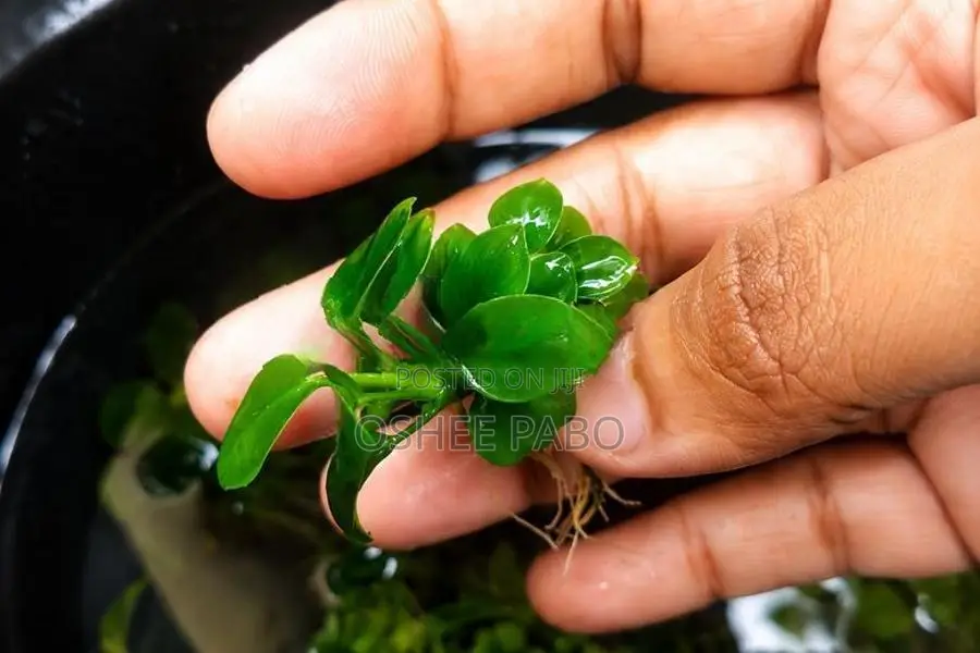 Anubias Petite