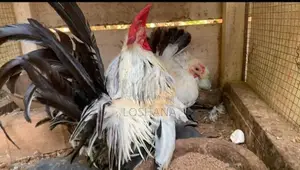 Japanis Bantam