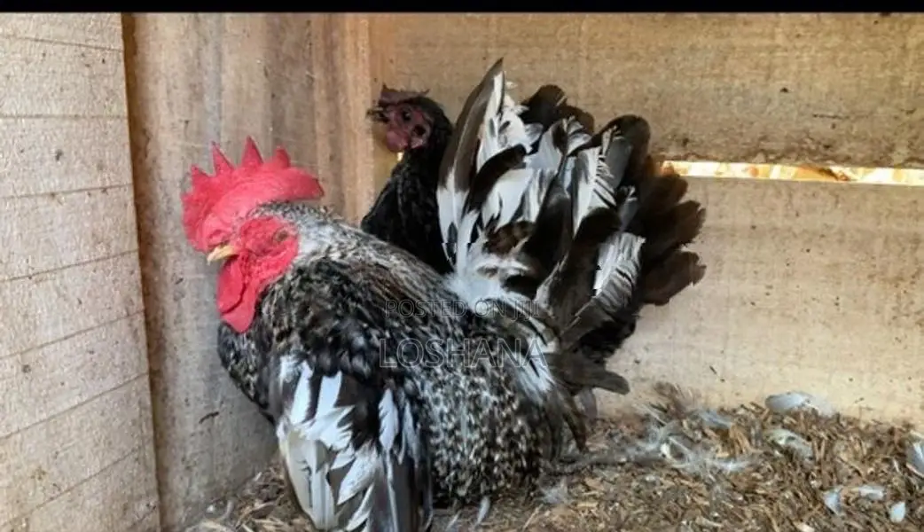 Japanis Bantam