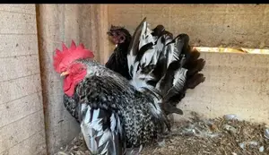 Japanis Bantam