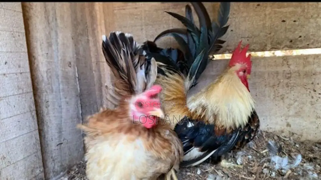Japanis Bantam