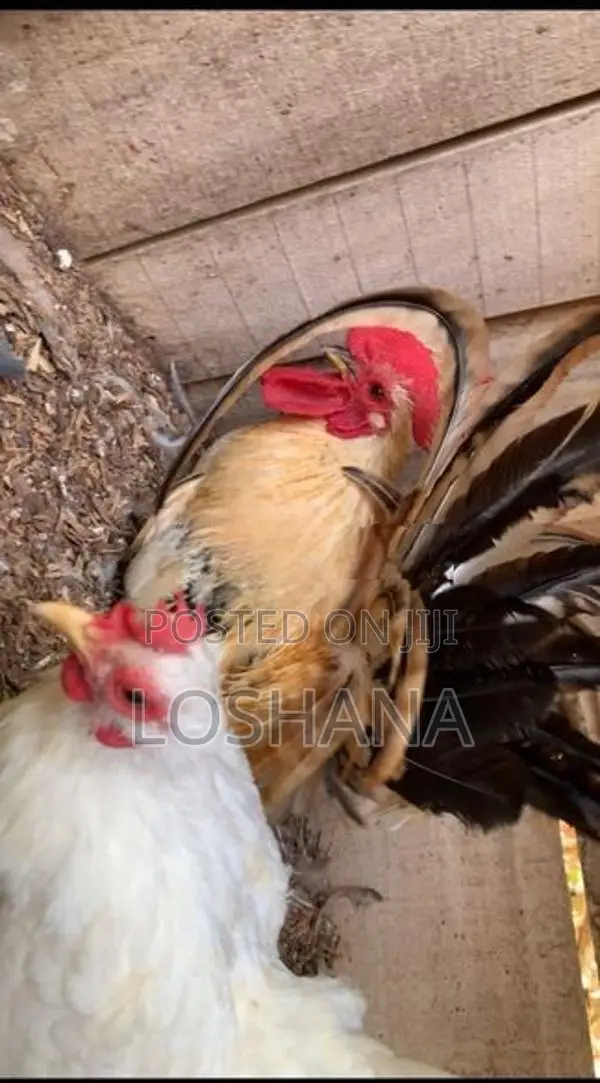Japanis Bantam
