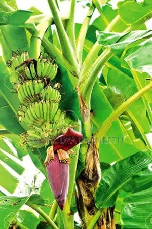 කෙසෙල් පැල