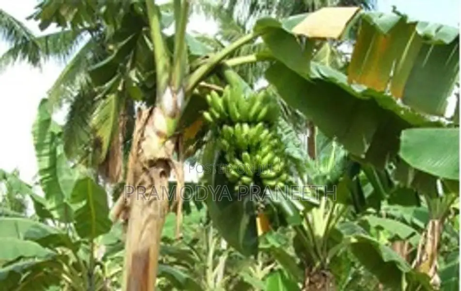 කෙසෙල් පැල