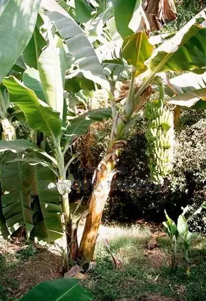 කෙසෙල් පැල