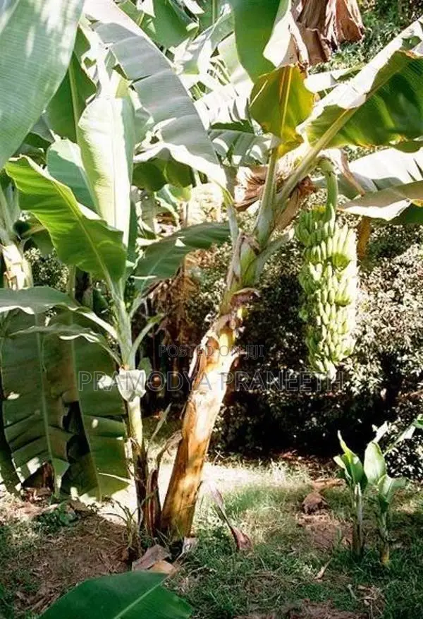 කෙසෙල් පැල