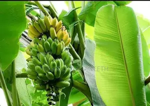 කෙසෙල් පැල
