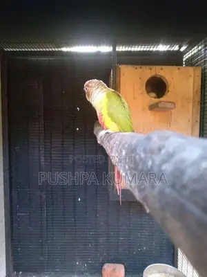 Pinaple Male Bird