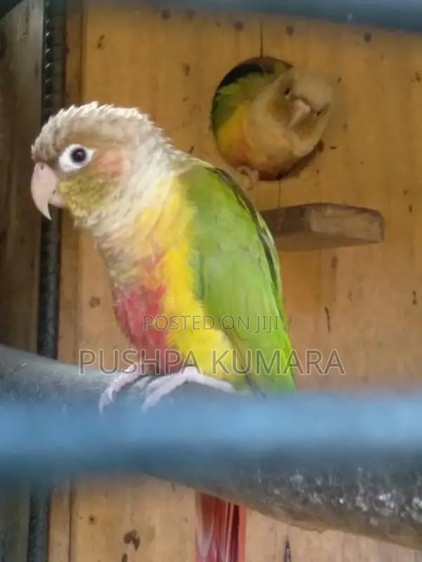 Pinaple Male Bird