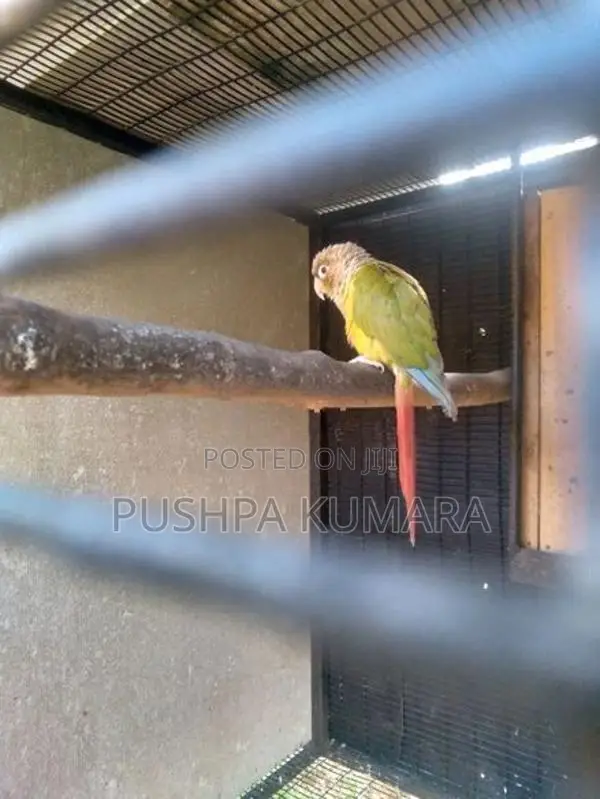 Pinaple Male Bird
