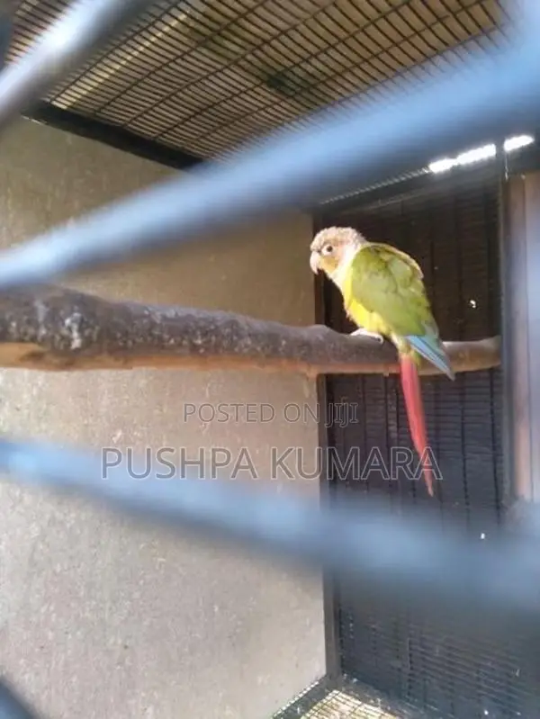Pinaple Male Bird
