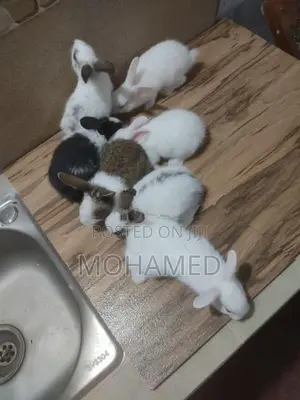 35 Days Rabbits