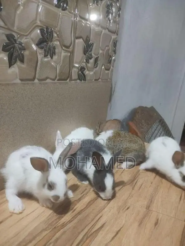35 Days Rabbits