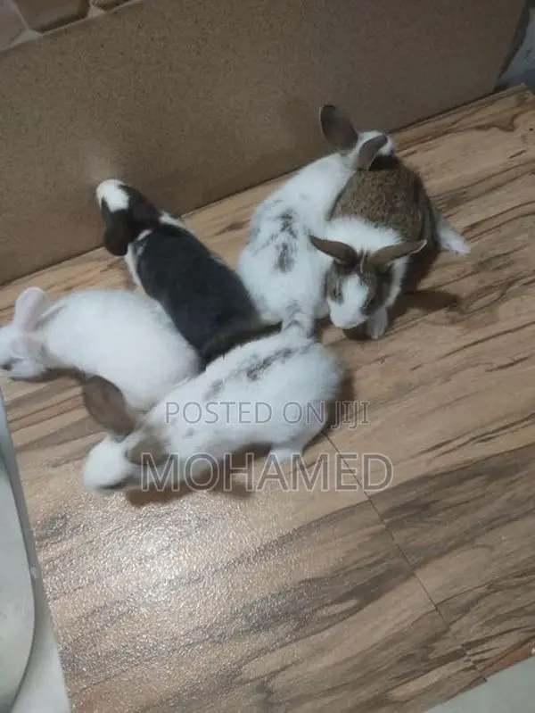 35 Days Rabbits