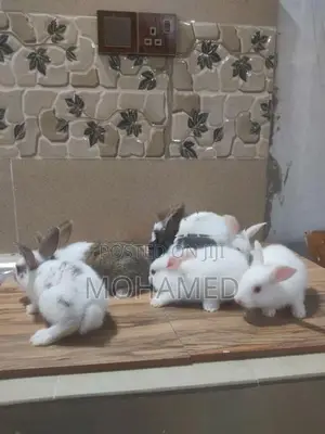 35 Days Rabbits