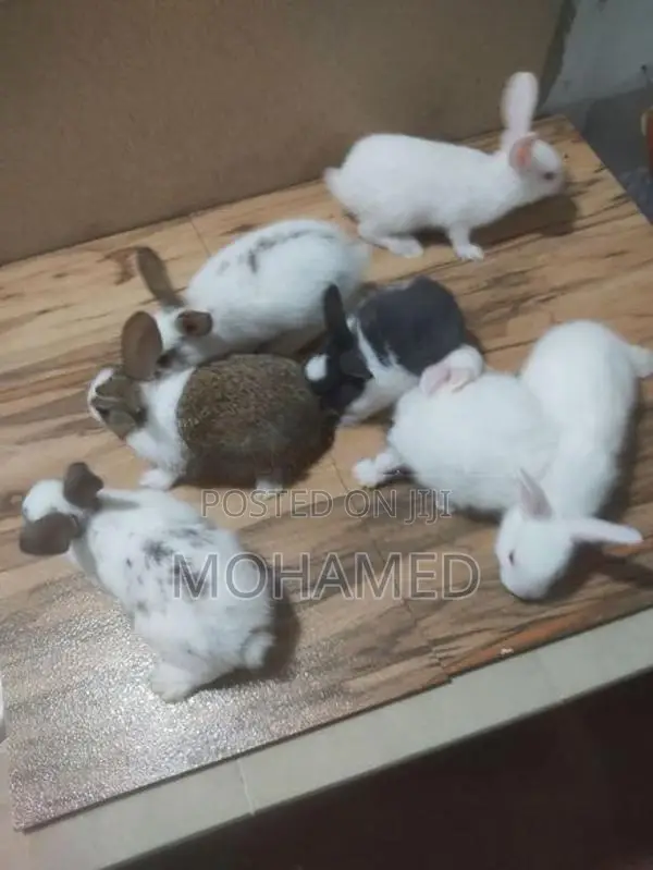 35 Days Rabbits