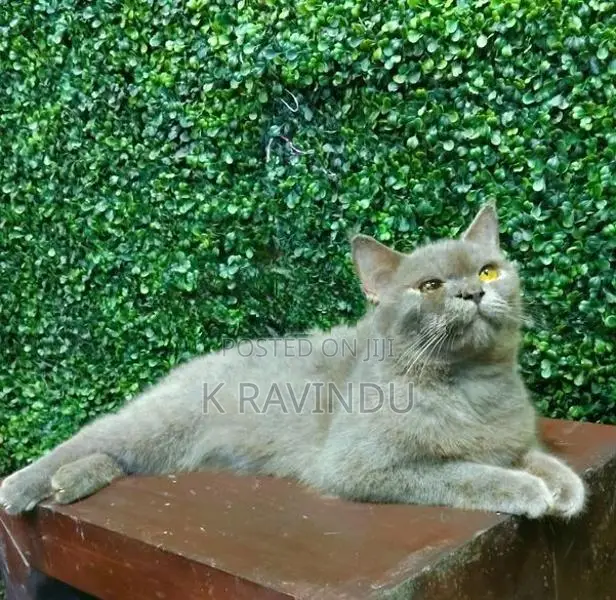 British Shorthair Cat