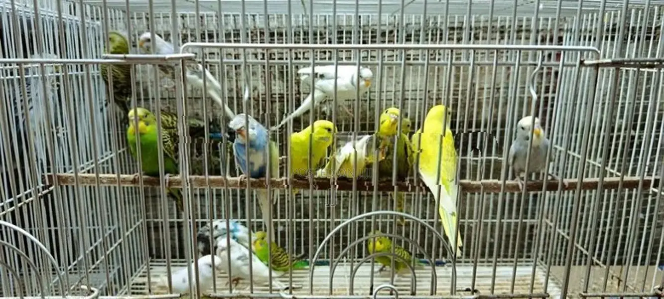 Love Birds