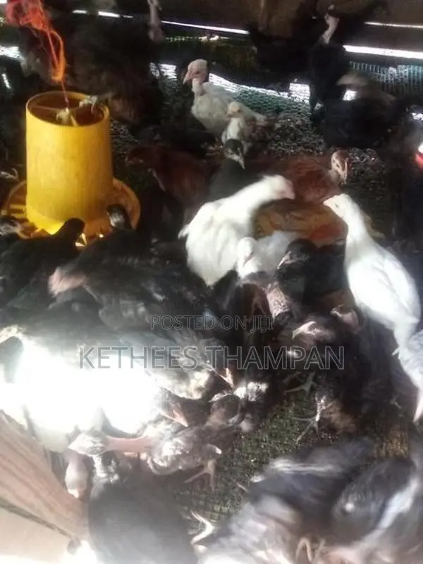 ஊர் கோழி குஞ்சுகள்