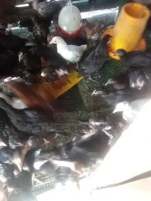 ஊர் கோழி குஞ்சுகள்