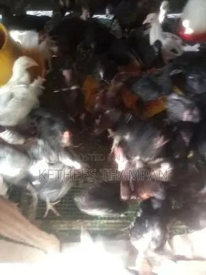 ஊர் கோழி குஞ்சுகள்