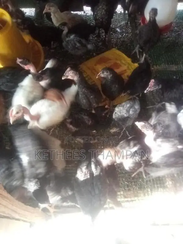 ஊர் கோழி குஞ்சுகள்