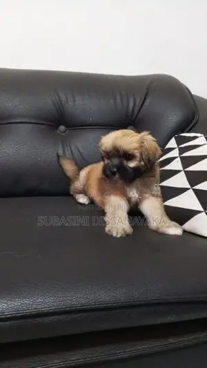 Shih Tzu Puppies