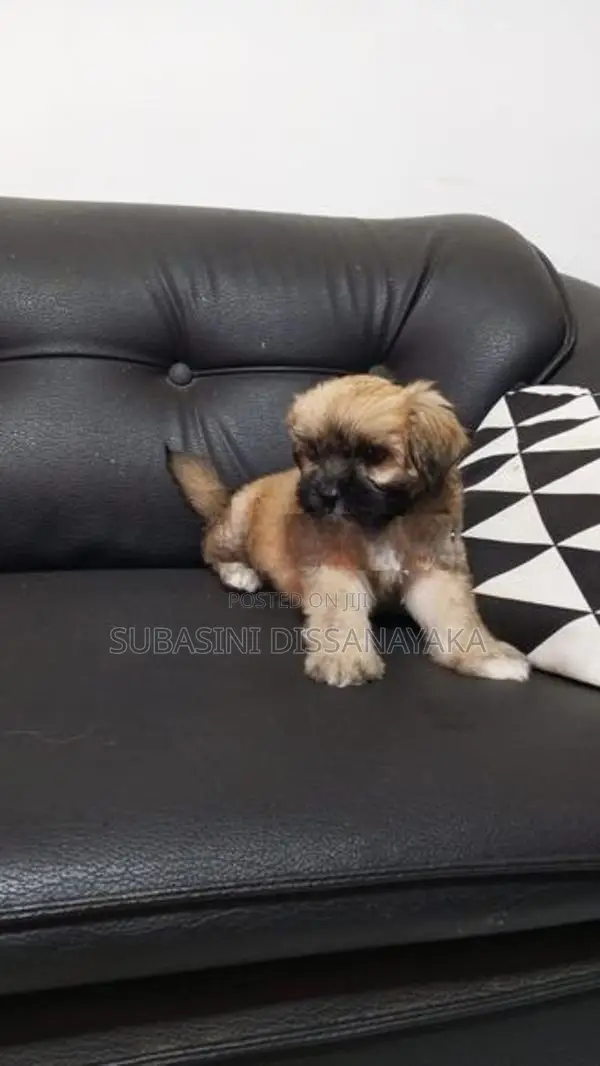 Shih Tzu Puppies