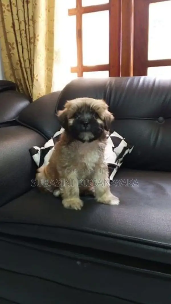 Shih Tzu Puppies