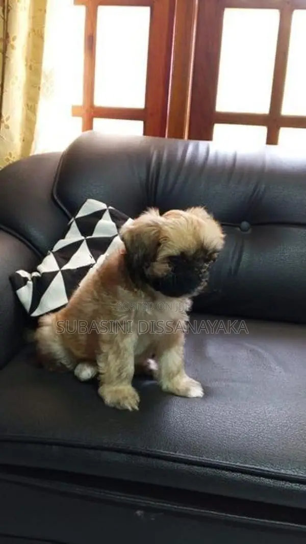 Shih Tzu Puppies