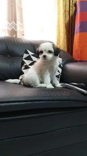 Shih Tzu Puppies