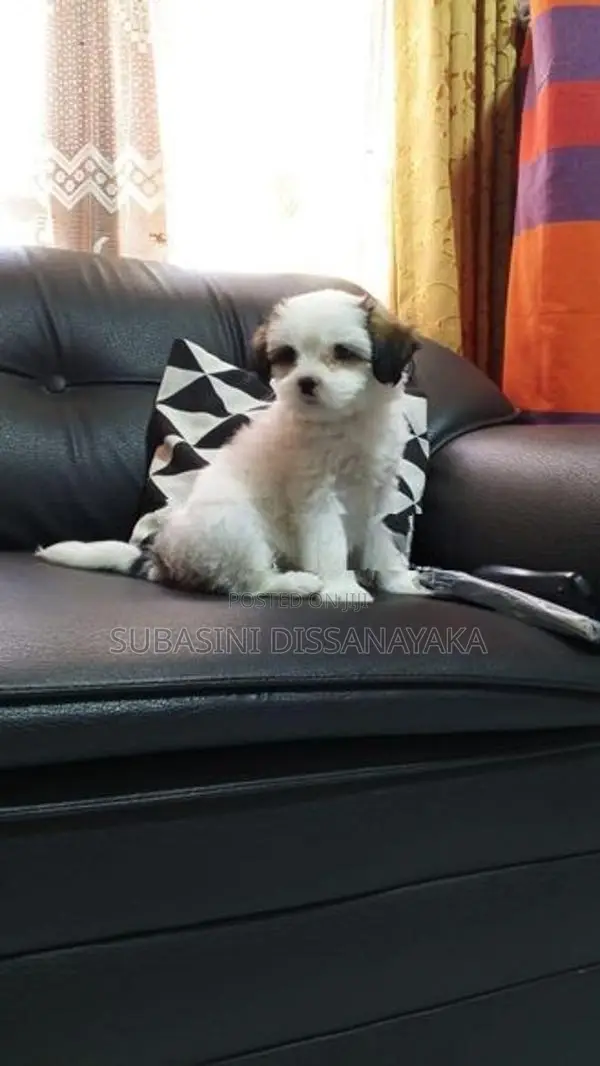 Shih Tzu Puppies