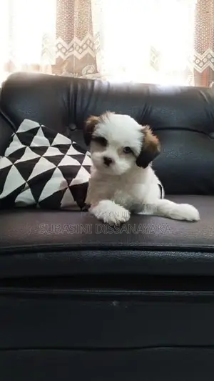 Shih Tzu Puppies