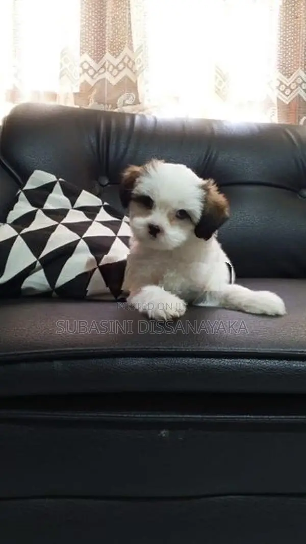 Shih Tzu Puppies