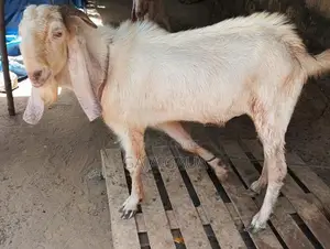 கிடாய்