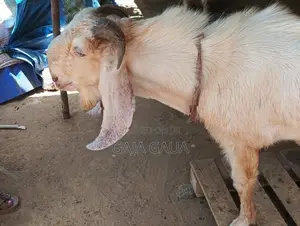 கிடாய்
