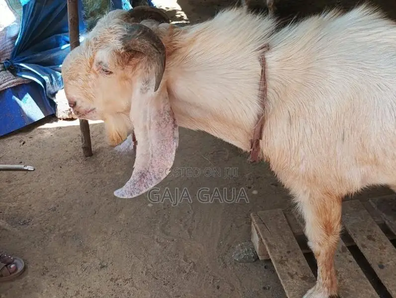 கிடாய்