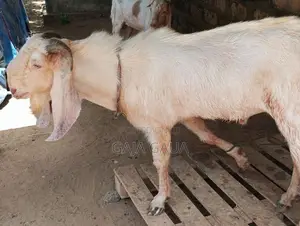 கிடாய்