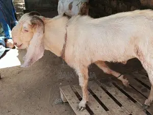 கிடாய்
