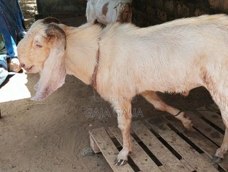 கிடாய்