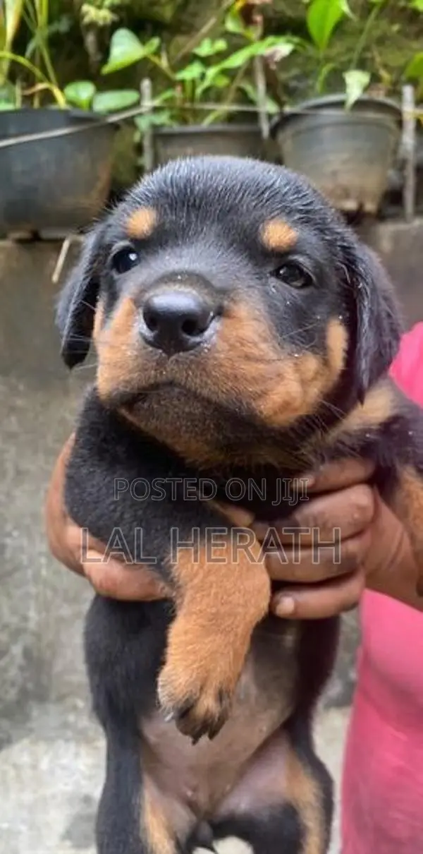 Rottweiler Puppy
