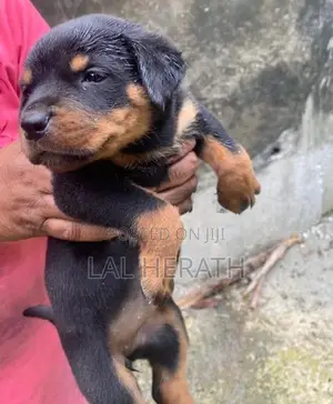 Rottweiler Puppy