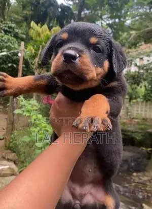 Rottweiler Puppy