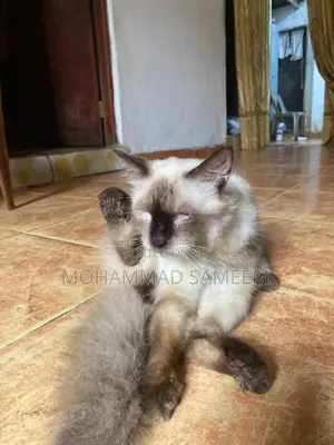 Himalayan Cat