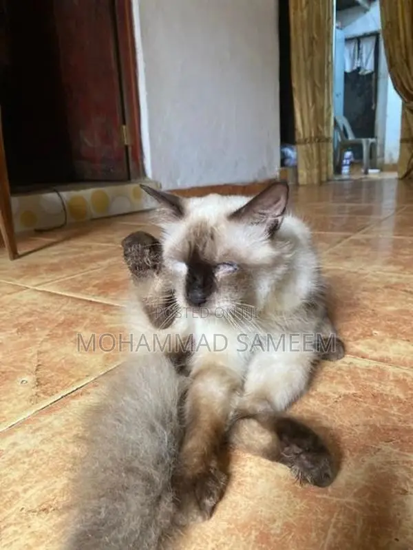 Himalayan Cat