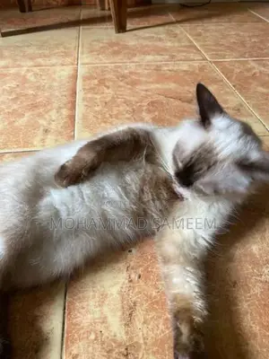 Himalayan Cat