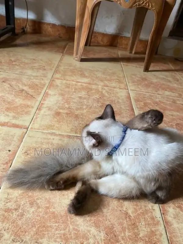 Himalayan Cat