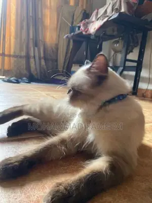 Himalayan Cat