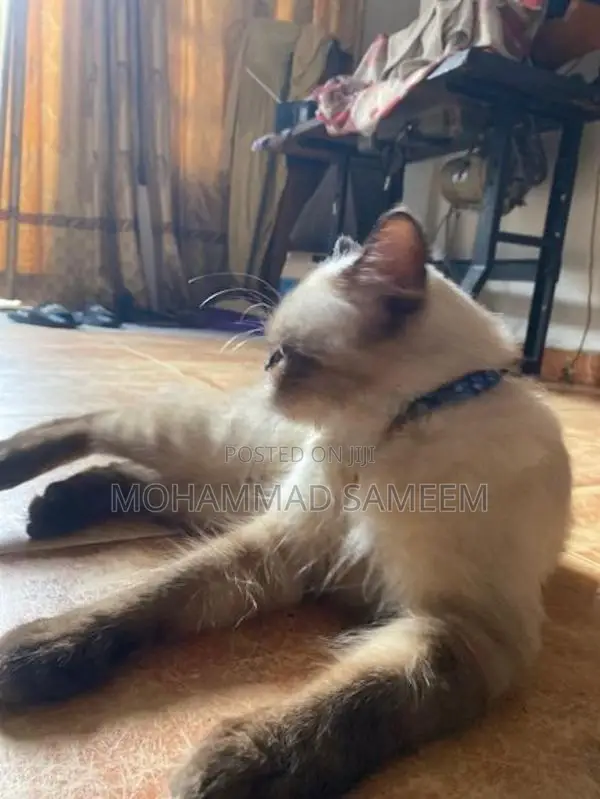 Himalayan Cat